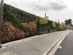活體植物墻