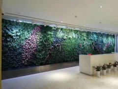 活體植物墻
